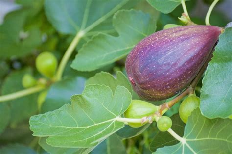 花無果|イチジク(無花果)とは？花の特徴・花言葉・育て方・。